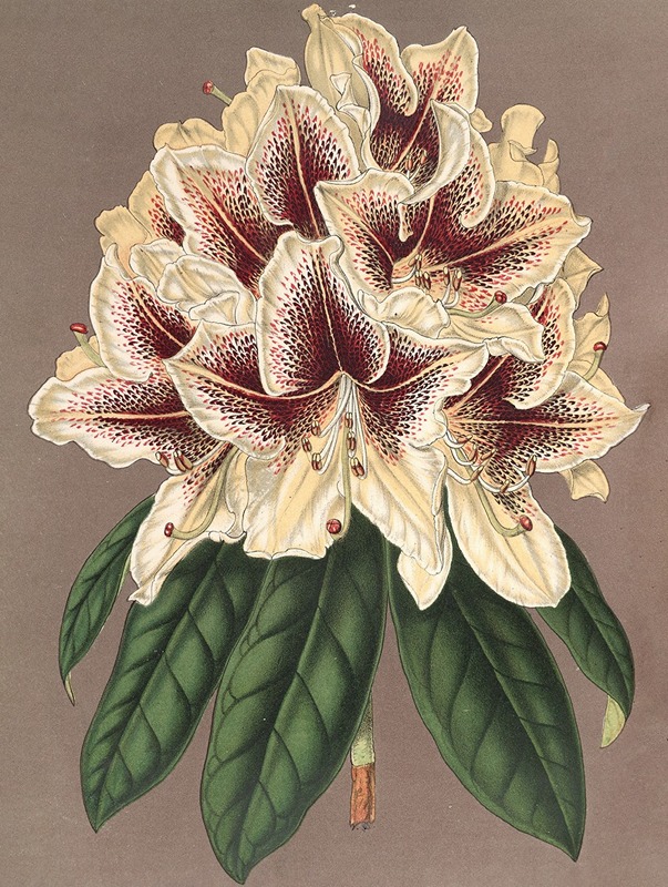 Rhododendrum Archiduc Albert (hybride) by Charles Antoine Lemaire, 1854-1896 — digital art print download