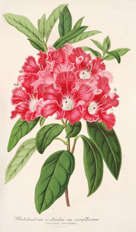 Rhododendrum azaleoides, var. crispinorum — Charles Antoine Lemaire