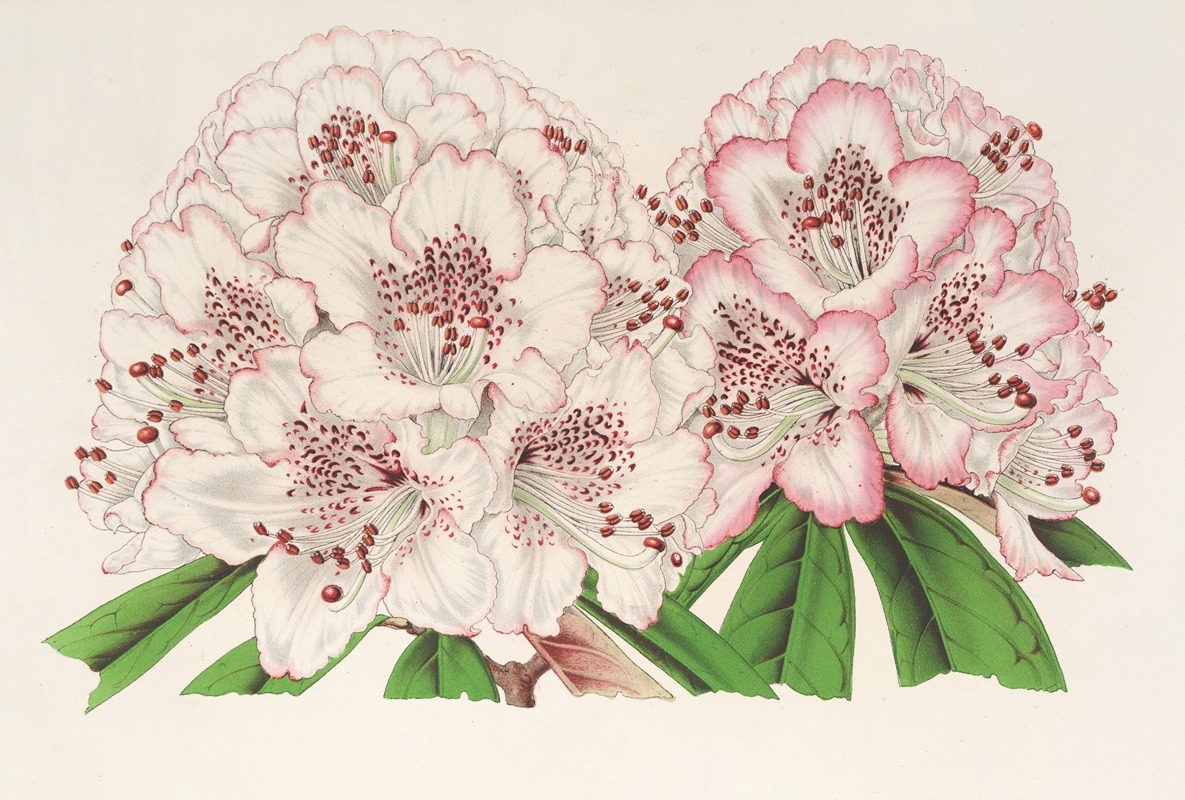 Rhododendrum Bijou de Gand (hybride) — Charles Antoine Lemaire