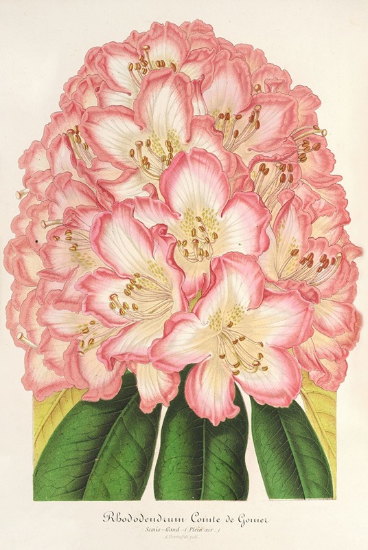 Rhododendrum Comte de Gomer by Charles Antoine Lemaire, 1854-1896 — digital art print download