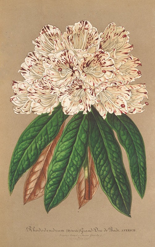 Rhododendrum Grand Duc de Bade by Charles Antoine Lemaire, 1854-1896 — digital art print download