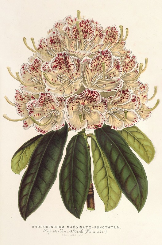 Rhododendrum marginato-punctatum (hybr.) by Charles Antoine Lemaire, 1854-1896 — digital art print download