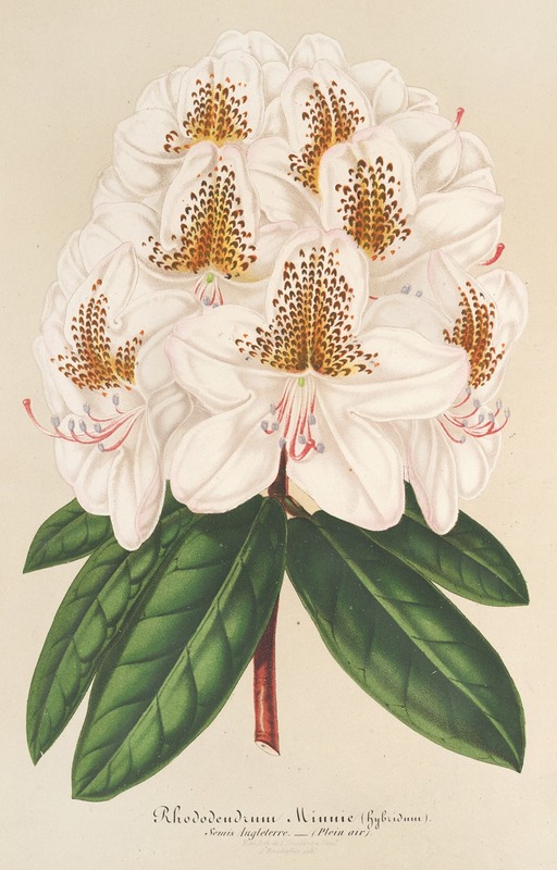 Rhododendrum Minnie by Charles Antoine Lemaire, 1854-1896 — digital art print download