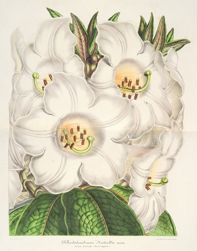Rhododendrum Nuttallii by Charles Antoine Lemaire, 1854-1896 — digital art print download