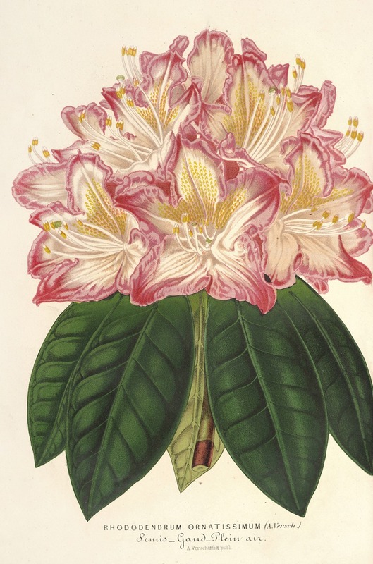 Rhododendrum ornatissimum (hybr.) — Charles Antoine Lemaire