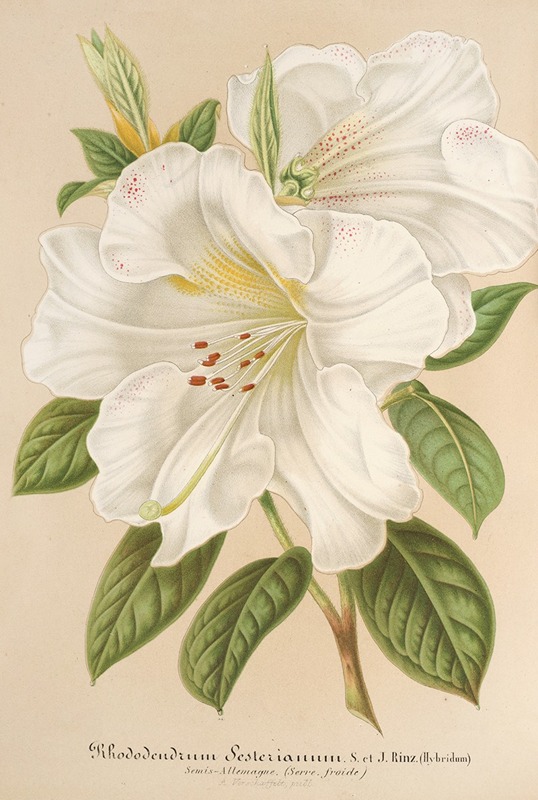 Rhododendrum Sesterianum (hybrid.) — Charles Antoine Lemaire