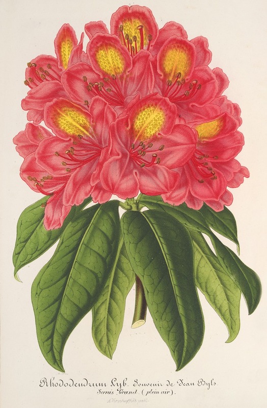 Rhododendrum Souvenir de Jean Byls — Charles Antoine Lemaire