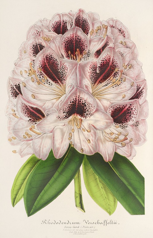 Rhododendrum Verschaffeltii by Charles Antoine Lemaire, 1854-1896 — digital art print download