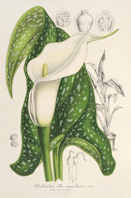 Richardia albo-maculata by Charles Antoine Lemaire, 1854-1896 — digital art print download