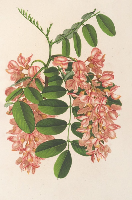 Robinia pseudacacia v. Decaisneana — Charles Antoine Lemaire