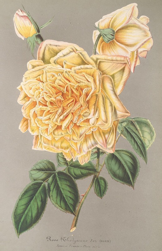 Rose (Thé) Jaune d’or by Charles Antoine Lemaire, 1854-1896 — digital art print download