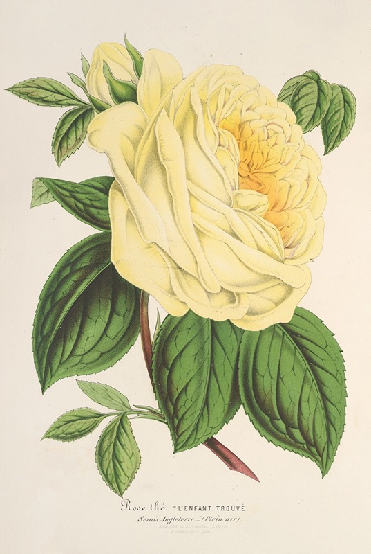Rose (Thé) l’Enfant trouvé by Charles Antoine Lemaire, 1854-1896 — digital art print download