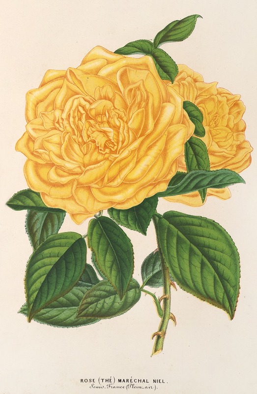 Rose (Thé) Maréchal Niel by Charles Antoine Lemaire, 1854-1896 — digital art print download