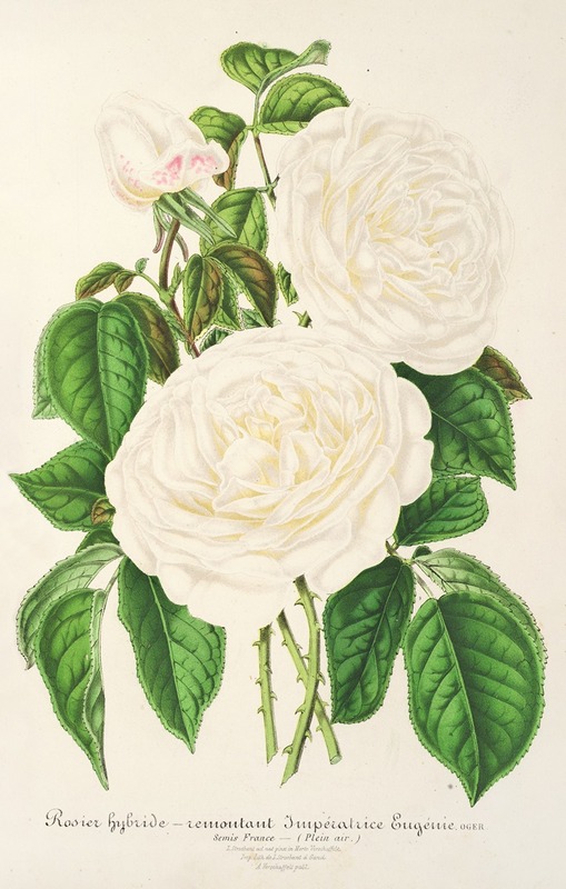 Rose Imperatrice Eugenie by Charles Antoine Lemaire, 1854-1896 — digital art print download