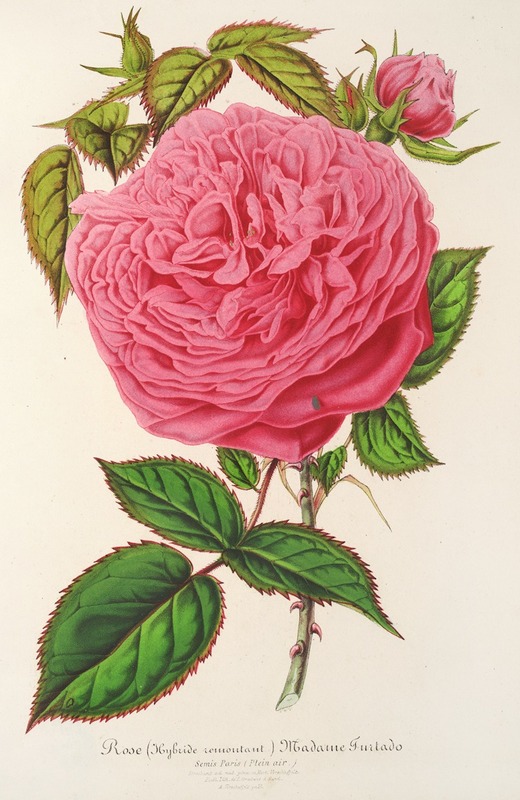 Rose Madame Furtardo by Charles Antoine Lemaire, 1854-1896 — digital art print download