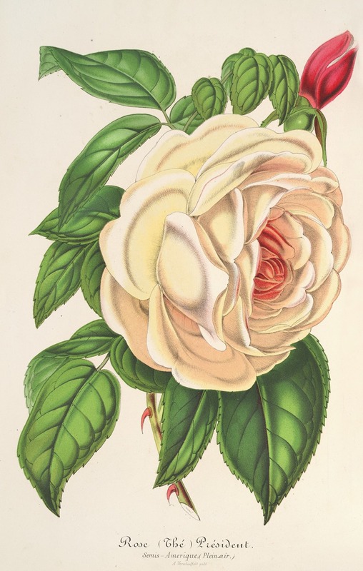 Rose Président (Thé) by Charles Antoine Lemaire, 1854-1896 — digital art print download