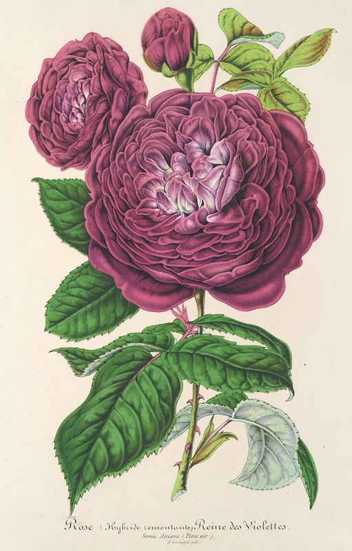 Rose Reine des Violettes — Charles Antoine Lemaire
