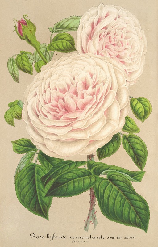 Rose Sœur des Anges by Charles Antoine Lemaire, 1854-1896 — digital art print download