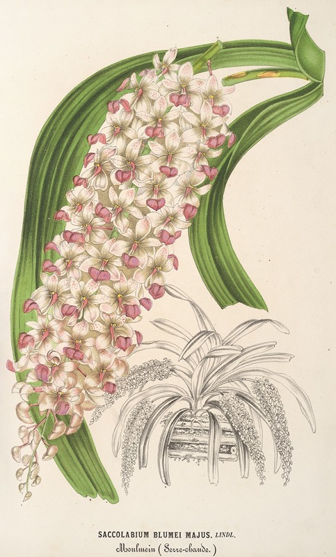 Saccolabium Blumei, var. majus — Charles Antoine Lemaire