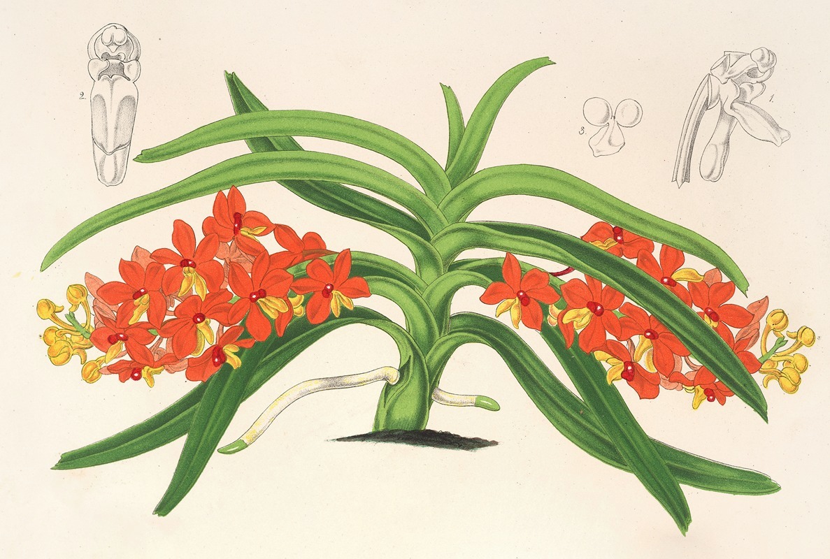 Saccolabium curvifolium by Charles Antoine Lemaire, 1854-1896 — digital art print download