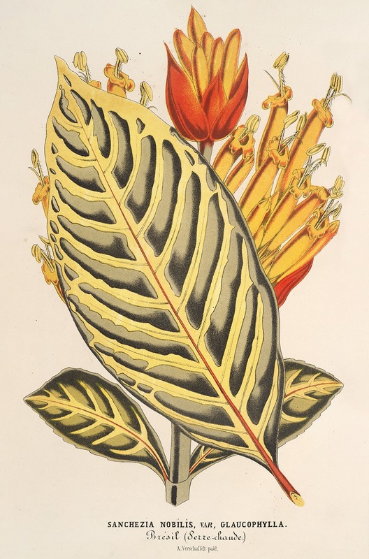 Sanchezia nobilis var. glaucophylla — Charles Antoine Lemaire