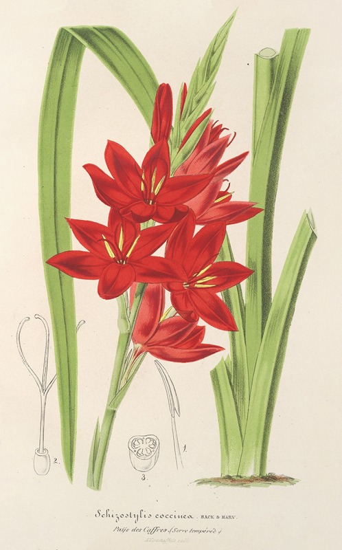 Schizostylis coccinea W. H. Harvey — Charles Antoine Lemaire