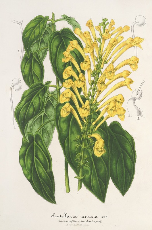 Scutellaria aurata by Charles Antoine Lemaire, 1854-1896 — digital art print download