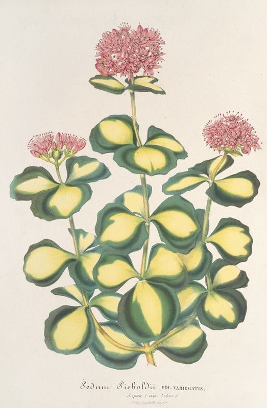 Sedum Sieboldii by Charles Antoine Lemaire, 1854-1896 — digital art print download