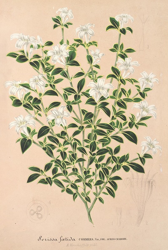 Serissa foetida by Charles Antoine Lemaire, 1854-1896 — digital art print download