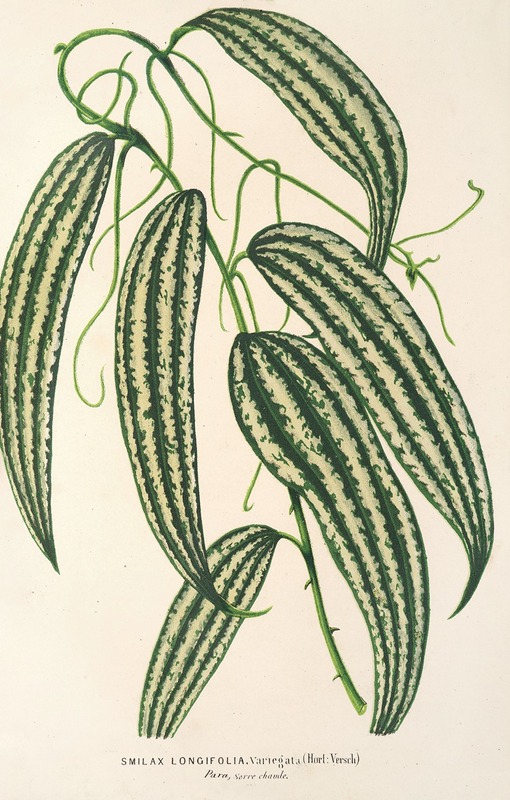 Smilax longifolia, fol. variegata by Charles Antoine Lemaire, 1854-1896 — digital art print download