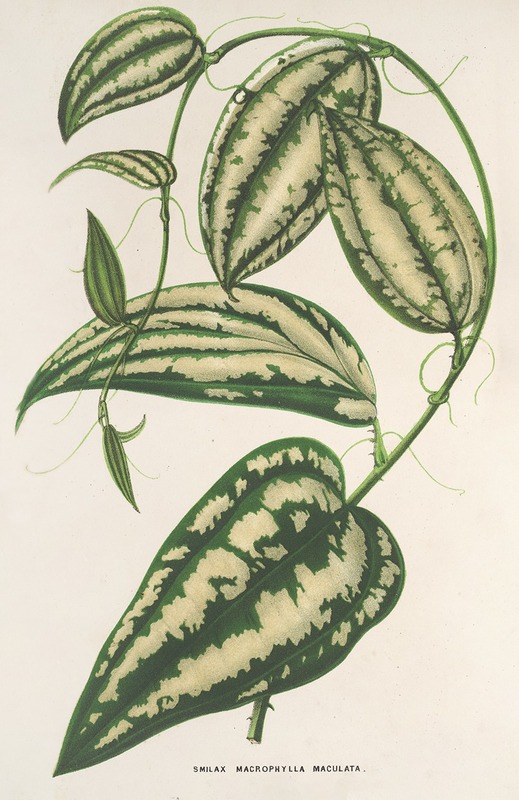Smilax ornata by Charles Antoine Lemaire, 1854-1896 — digital art print download