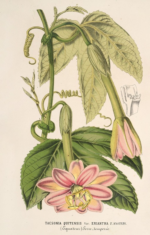 Tacsonia quitensis var. eriantha by Charles Antoine Lemaire, 1854-1896 — digital art print download