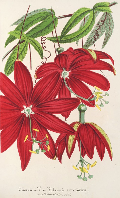 Tacsonia Van Volxemii by Charles Antoine Lemaire, 1854-1896 — digital art print download