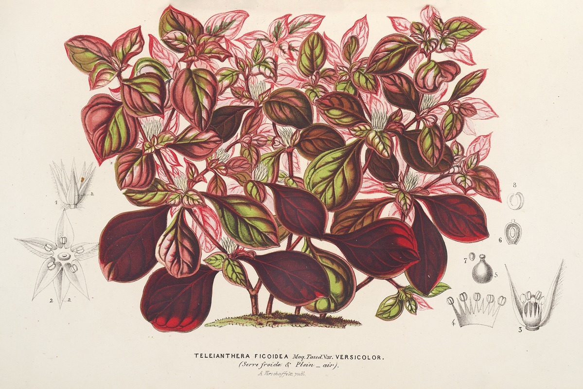 Teleianthera ficoidea var. versicolor — Charles Antoine Lemaire