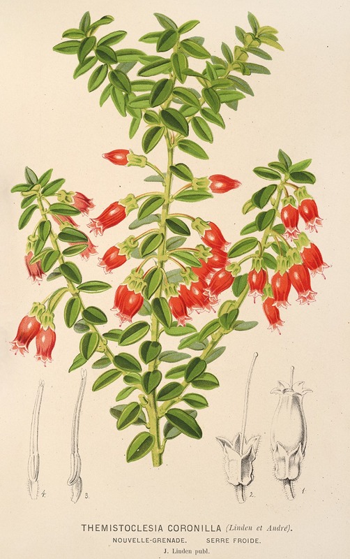 Themistoclesia coronilla by Charles Antoine Lemaire, 1854-1896 — digital art print download