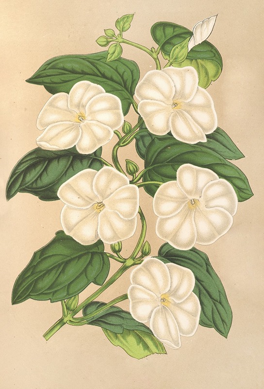 Thunbergia fragrans by Charles Antoine Lemaire, 1854-1896 — digital art print download