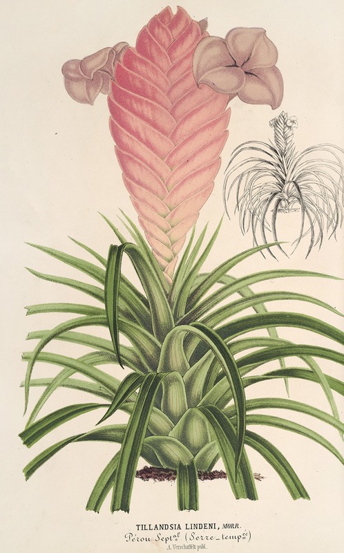 Tilllandsia Lindeni by Charles Antoine Lemaire, 1854-1896 — digital art print download