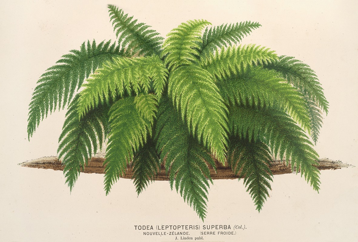 Todea (Leptopteris) superba by Charles Antoine Lemaire, 1854-1896 — digital art print download