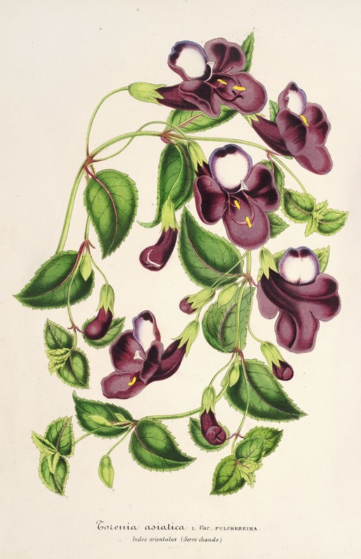 Torenia asiatica by Charles Antoine Lemaire, 1854-1896 — digital art print download