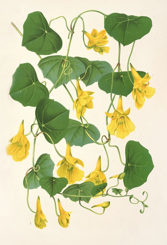 Tropœolum chrysanthum by Charles Antoine Lemaire, 1854-1896 — digital art print download