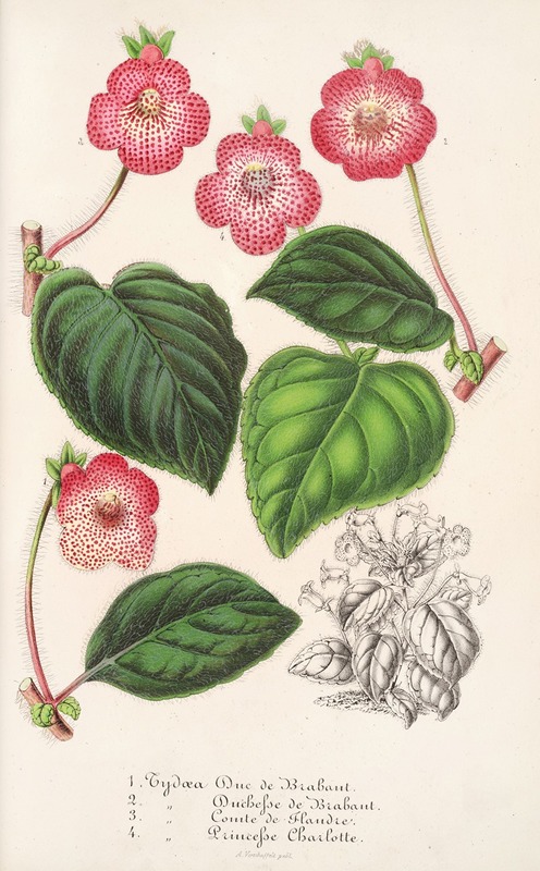 Tydaea (Varietes hybrides de) by Charles Antoine Lemaire, 1854-1896 — digital art print download