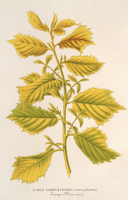 Ulmus campestris, var. aurea by Charles Antoine Lemaire, 1854-1896 — digital art print download