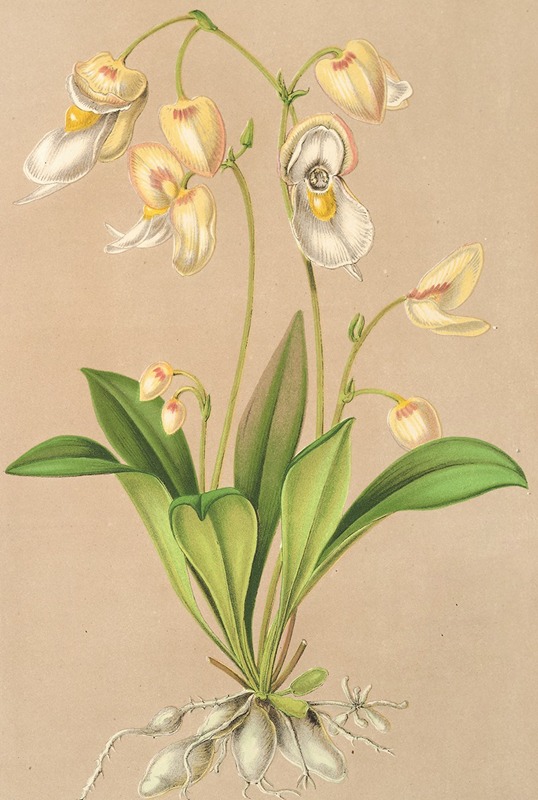 Utricularia montana by Charles Antoine Lemaire, 1854-1896 — digital art print download