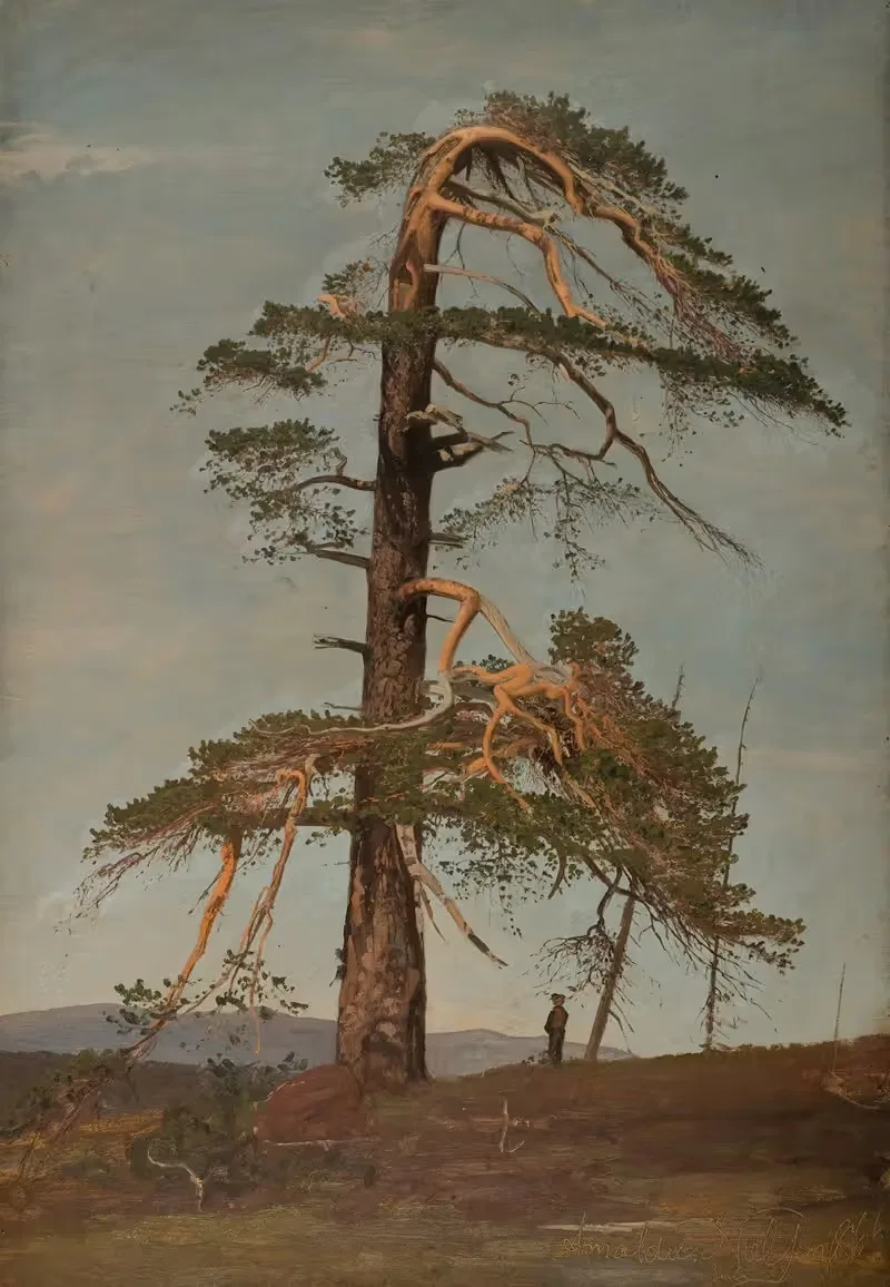 Furu. Vingeråsheia, Telemark — Amaldus Nielsen
