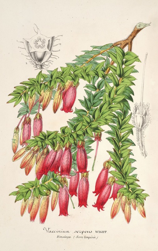 Vaccinium serpens by Charles Antoine Lemaire, 1854-1896 — digital art print download