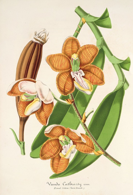 Vanda Cathearty by Charles Antoine Lemaire, 1854-1896 — digital art print download