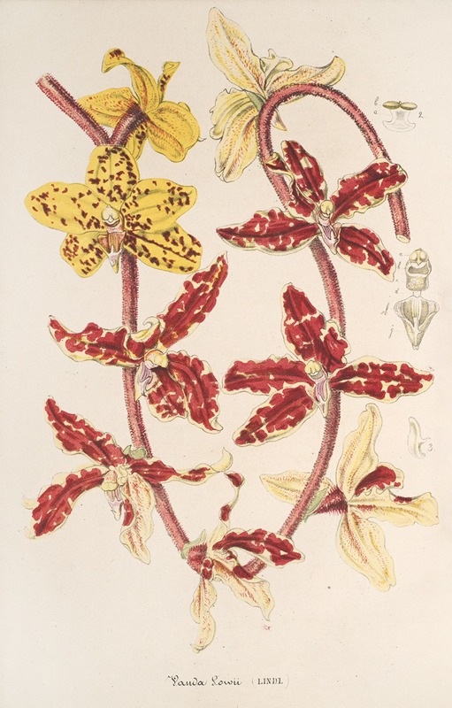 Vanda Lowii Lindl. by Charles Antoine Lemaire, 1854-1896 — digital art print download