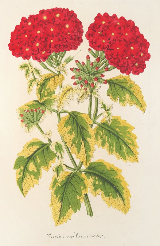 Verveine panachée, dite populaire by Charles Antoine Lemaire, 1854-1896 — digital art print download
