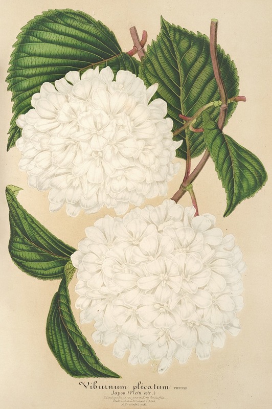 Viburnum plicatum by Charles Antoine Lemaire, 1854-1896 — digital art print download