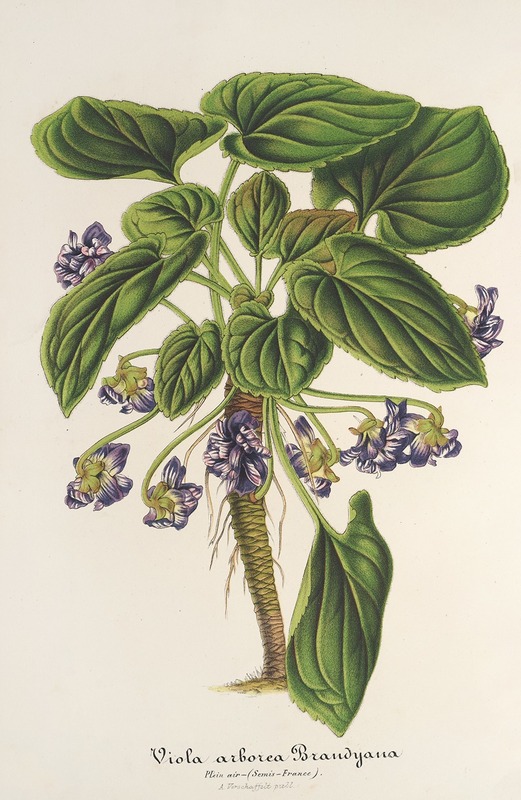 Viola arborea Brandyana by Charles Antoine Lemaire, 1854-1896 — digital art print download